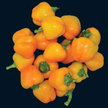 Peppers: Sweet Yellow Stuffing image