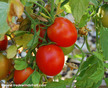 Tomato: Siberian image