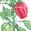 Peppers: Buran  image