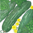 Cucumber: Supremo Hybrid image
