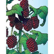 Blackberry: Austin Dewberrie image