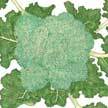 Broccoli: amadeus image