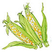 Corn: Bon Jour image