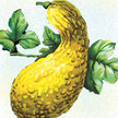 Squash, Summer: Saffron Summer Squash image
