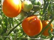 Tomato: Orange Strawberry image