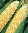Corn: Mirai 311 image