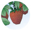 Strawberry: Gurneys Everbearing Strawberries image
