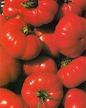 Tomato: COSTULUTO FIORENTINO TOMATO image