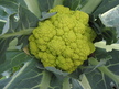 Cauliflower: Jade hybrid image