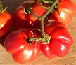 Tomato: Liberty Bell image