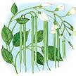 Bean: Jade (Organic) image