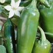 Peppers: Jalafuego (F1) image