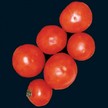 Tomato: Illini Star image