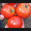 Tomato: Heinz 2653 Organic image