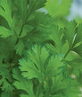 Cilantro & Coriander: Burpee Calypso image