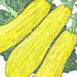 Squash, Summer: Horn of plenty image
