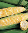 Corn: Chubby Checkers Hybrid image