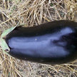 Eggplant: Mangan image