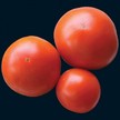 Tomato: Al-Kuffa Tomato image