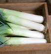 Leek: Megaton image