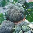 Broccoli: Bay Meadow image