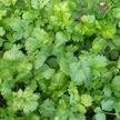 Cilantro & Coriander: Coriander Cilantro (Heirloom) image
