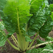 Chard: Argentata Chard image
