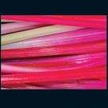 Chard: Flamingo image