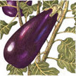 Eggplant: Black Eggplant image