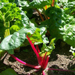 Chard: Chard : Rainbow image