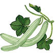 Cucumber: Burpee organic cucumber Double Yeild image