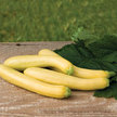 Squash, Summer: Slick Pik YS 26 image