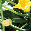 Squash, Summer: Noche image