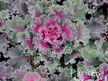 Kale: Nagoya Garnish Red (F1) image