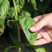 Basil: Genovese SB image