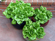 Lettuce: Jade Gem image