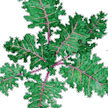 Kale: Red Russian Kale, Organic image
