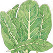 Lettuce: Organic Romaine Lettuce image