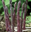 Asparagus: Purple Dutch image