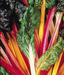 Chard: Swiss Chard Silverado image