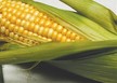 Corn: TGF-Mirai® Bi-Color Sweet Corn image