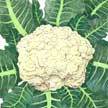 Cauliflower: snowcap image