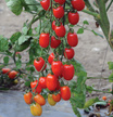 Tomato: Red Pearl (OG) image