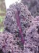 Kale: Kale Mix image