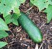 Cucumber: Tante Alice image