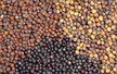 Kale: Triple Kale Mix image