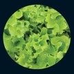 Lettuce: Gotte Jaune D'Or image