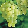 Nasturtium: Thompson Seedless Grape image