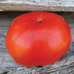 Tomato: Red Calabash image