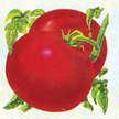 Tomato: Mortgage Lifter image